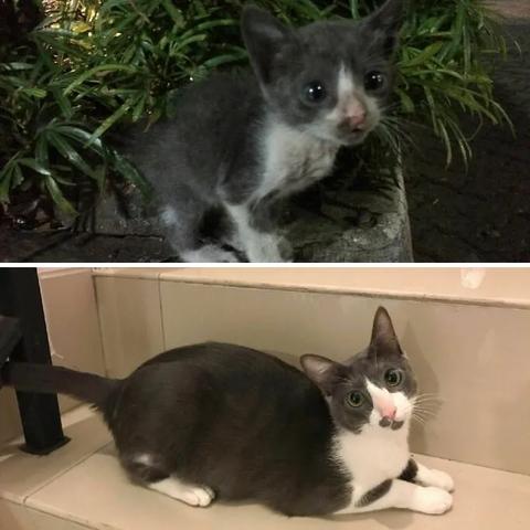 (猫咪中暑后需要多久才能缓过来活动)猫咪中暑后需要多久才能缓过来？