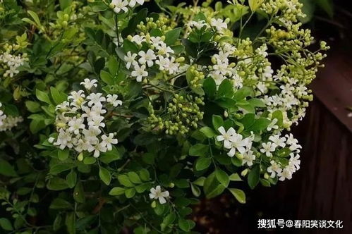 如果一生只有三十岁完整版：探讨时间的珍贵与生命的意义，如何更有意义度过我们有限的时光