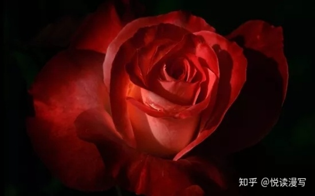 (玫瑰不着急)玫瑰不太乖小说：荆棘的爱情之路，他与她的纠葛纷争