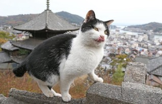 (猫咪田园图鉴攻略)猫咪田园无限金鱼：在乡村田园间玩耍的可爱萌宠