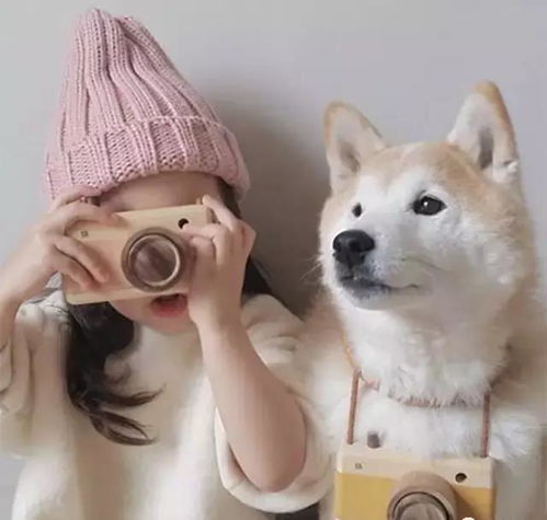 (柴犬剑客头像)迷人柴犬侠客头像，独一无二的萌萝莉萝莉，让人欲罢不能
