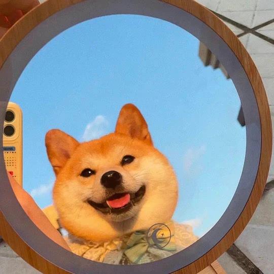 (柴犬剑客头像)迷人柴犬侠客头像，独一无二的萌萝莉萝莉，让人欲罢不能