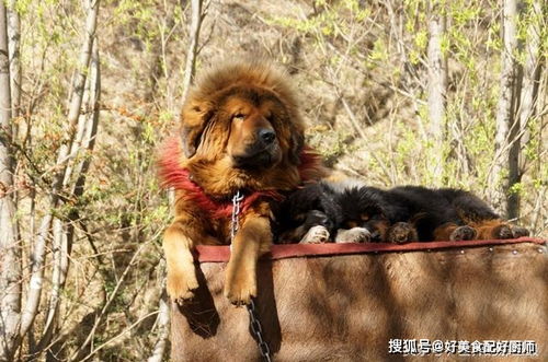 (凶猛霸气的狗名)无敌霸气的猛犬名字：统领风云的狼王