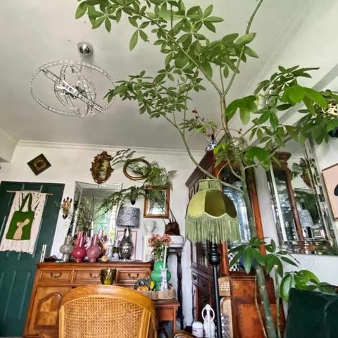 (卧室空气清新植物)提高卧室空气质量的绝佳选择：清洁空气效果最好的绿植