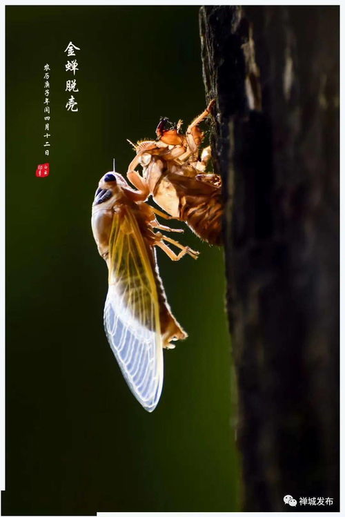 (金蝉:脱壳 逻辑联系)金蝉脱壳逻辑关系最贴切：神奇的蝉虫如何与逻辑扣上联系？