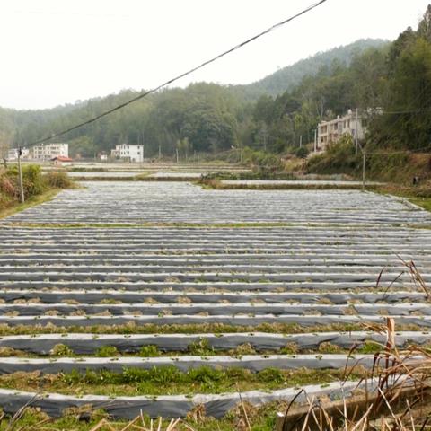 这城有良田，丰收在望，农业兴旺，小康生活渐近，家园春暖花开。