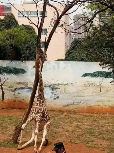(长颈鹿乐园别墅)乐园管理对长颈鹿意外摔倒一事作出回应并承担责任