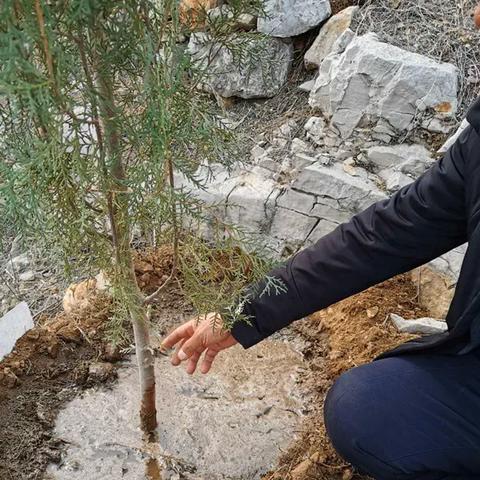 (9月份种树成活率高吗?)研究显示9月种树和10月种树成活率高，究竟哪个更适合？