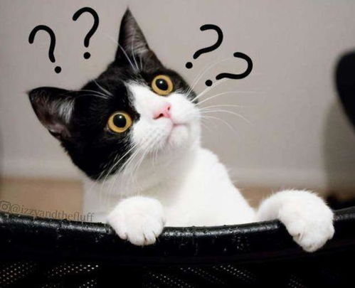 (猫之宿约者成就攻略)猫之宿约者多少内存？探寻猫咪的神秘记忆容量