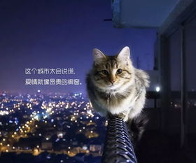 (猫之宿约者成就攻略)猫之宿约者多少内存？探寻猫咪的神秘记忆容量