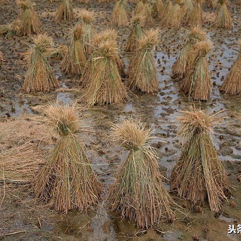 (随机冲突土豆英雄官方网站)探讨随机冲突如何打造《土豆英雄》：游戏中的挑战与创意