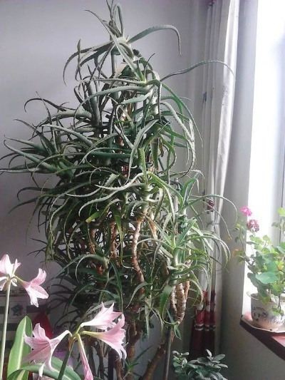 (晚上释放氧气的盆栽)晚上在家中释放氧气最多的植物 - 吊兰是您的最佳选择！