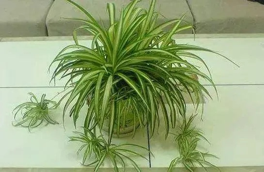 (晚上释放氧气的盆栽)晚上在家中释放氧气最多的植物 - 吊兰是您的最佳选择！