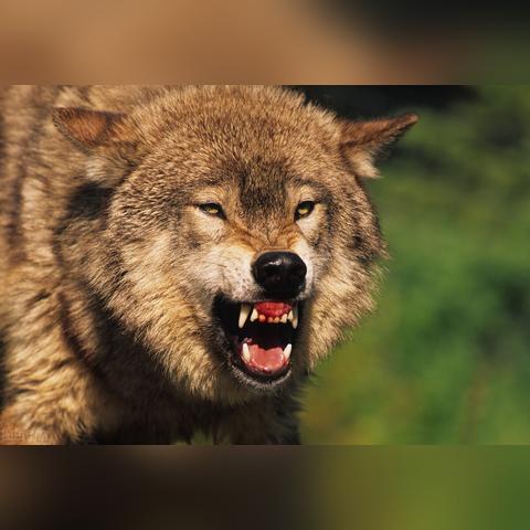 (猎人世界手游官网)探究猎人世界：狩猎时刻单机游戏全面评测与攻略分享