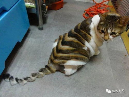 (小峰峰真名叫什么)小锋真猫本人：打破传统，重塑个人风采，成为真正的自我。
