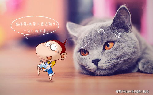 (猫咪田园全部猫有哪些)探寻猫咪的田园生活之旅：追寻自然与温馨的美好时光