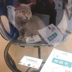 (新亚车站过安检能带宠物猫进站吗多少钱)新亚车站过安检能带宠物猫进站吗？