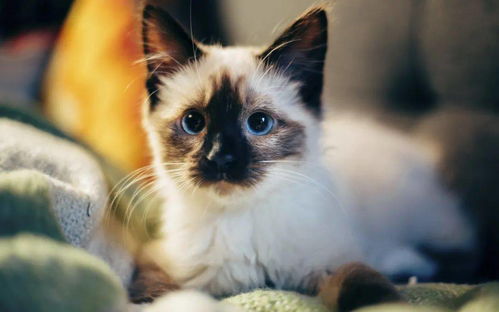 探究最粘人的猫咪：这些猫咪为何如此依赖主人，带给你无尽温暖与陪伴？
