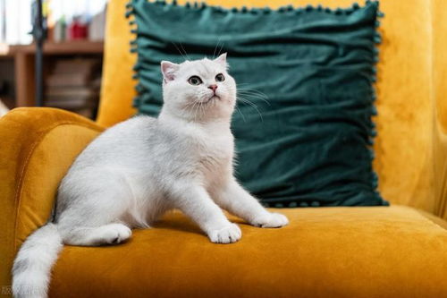 探究最粘人的猫咪：这些猫咪为何如此依赖主人，带给你无尽温暖与陪伴？