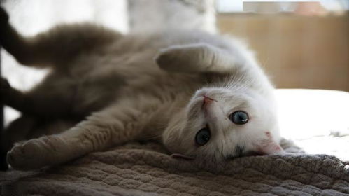探究最粘人的猫咪：这些猫咪为何如此依赖主人，带给你无尽温暖与陪伴？
