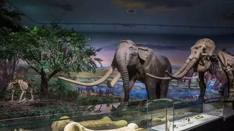 (恐龙的资料大全 了解)探秘恐龙世界：恐龙的资料介绍大全图文资料