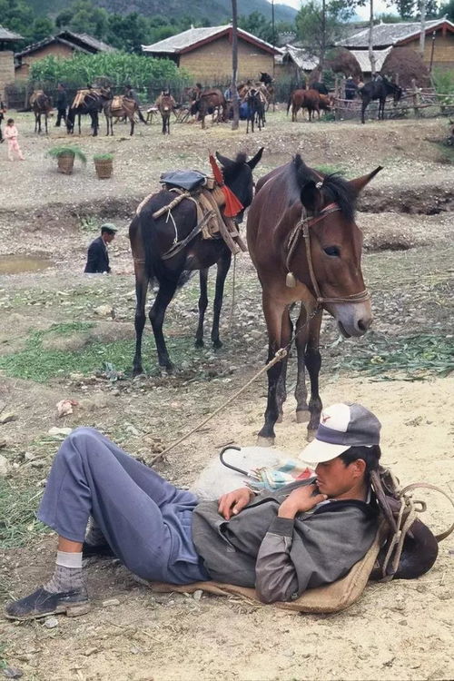 摄影镜头下的星辉：揭秘经纪人如何通过策略管理和训练培养下一代超级明星的趣味游戏