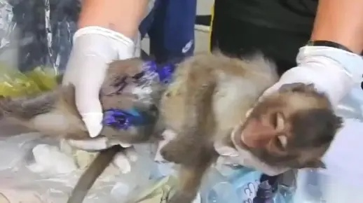 女子善举：救下受伤猕猴 带回家精心照料半年，终得健康自由