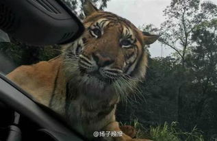 (小老虎出生多久会开始展现咬人行为呢)小老虎出生多久会开始展现咬人行为？