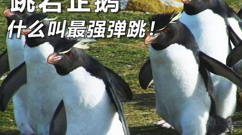 (跳跳企鹅怎么抓)跳跳企鹅在哪抓？如何快速找到跳跳企鹅的最佳方法？