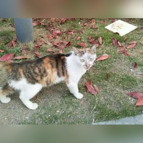 网传热播剧《猫咪田园》下架了吗?官方急需回应解读影片是否真的中止