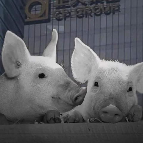 (养猪大王是谁)养猪大王成首富：如何通过养猪事业成就财富王国的霸主地位