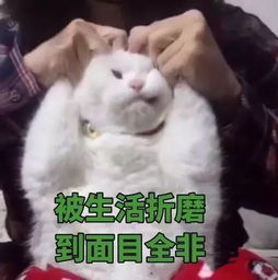 (猫修仙表情包)我家猫开修仙中心人气爆棚，客流络绎不绝！