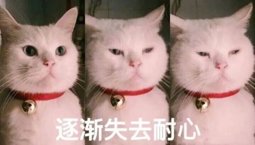 (猫修仙表情包)我家猫开修仙中心人气爆棚，客流络绎不绝！