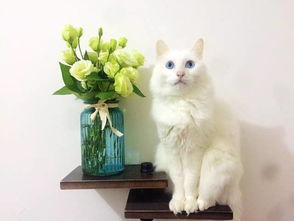 探寻猫宅生活之美：轻松愉悦的猫宅日记，记录猫咪的点滴生活点滴