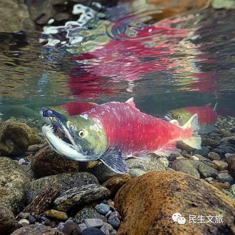 天启之光预约：解锁未来神秘旅程的开启之门，畅享独特体验与惊喜！