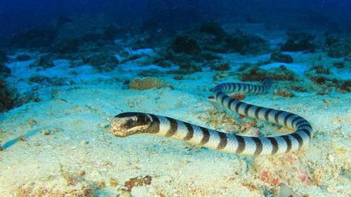 探索海蛇传奇的欢乐世界：令人欢笑的海之旅与神秘生物们