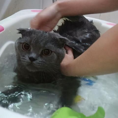 (猫的品种 田园)猫咪田园图鉴：探寻迷人猫咪的家园，揭秘它们的生活种种