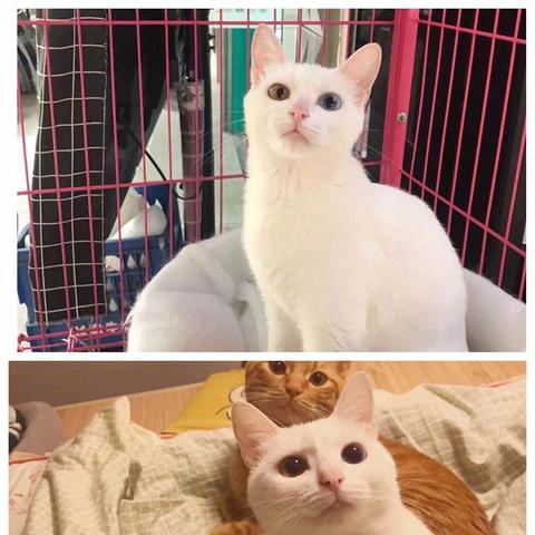 (猫的品种 田园)猫咪田园图鉴：探寻迷人猫咪的家园，揭秘它们的生活种种