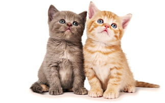 (灵猫传这首歌)探寻灵猫传中的动人旋律：揭开每首歌曲背后的故事与情感