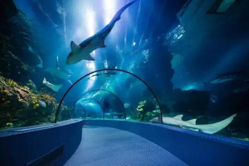 (水下你未见的中国海洋知识)揭秘中国沿海水下世界：寻宝之旅揭秘古代文明的珍宝