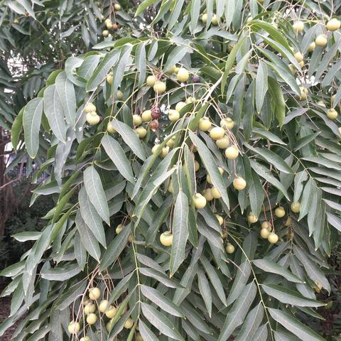 (圣树唤歌几点开服)圣树唤歌开服时间表：精彩活动抢先知，绝不容错过