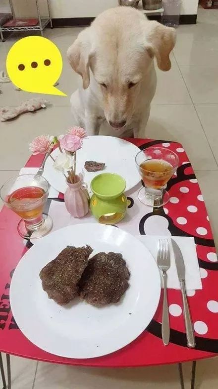 (家居改造王狗狗食谱牛排套餐)探索家居改造王如何喂食狗狗牛排,让你家更温馨舒适 (家居改造王狗狗食谱牛排套餐)探索家居改造王如何喂食狗狗牛排,让你家更温馨舒适