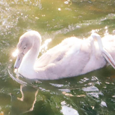 梦幻动物城免广告最新版!全新升级,畅快享受无广告游戏体验!