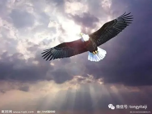 从此上云霄，放眼世界，翱翔自由，勇闯未来，追逐梦想，永不止步