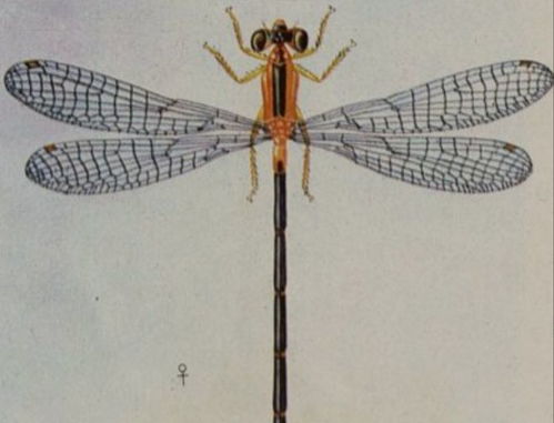 (血蝶图片)血蝶是什么？解析血蝶的含义及其在文化和艺术中的象征意义