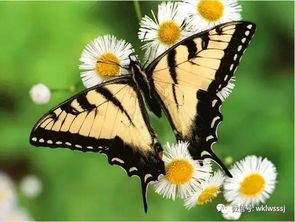 (血蝶图片)血蝶是什么？解析血蝶的含义及其在文化和艺术中的象征意义