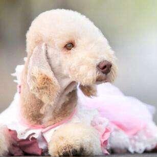 探寻绵羊村的恬静时光：全方位攻略带你发现这个宁静小镇的魅力