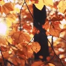 (夏日水上乐园物语任务攻略)夏日水上乐园物语攻略：如何在炎炎夏日中尽情享受水上乐趣？