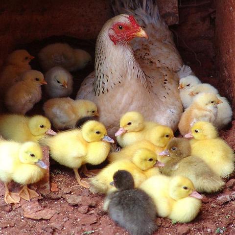 (喵喵家园领红包是真的吗)喵喵农场红包版：探索新奖励，尽情领取优惠福利