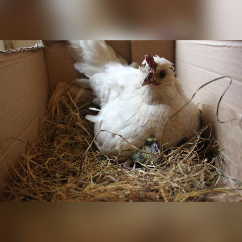 (喵喵家园领红包是真的吗)喵喵农场红包版：探索新奖励，尽情领取优惠福利